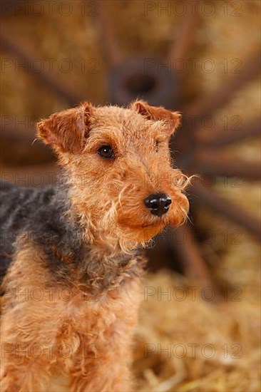 Welsh Terrier