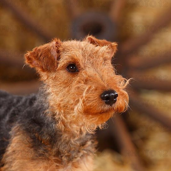 Welsh Terrier