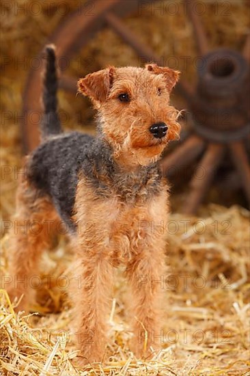 Welsh Terrier