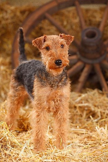 Welsh Terrier