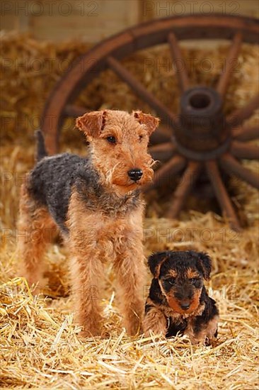 Welsh Terrier