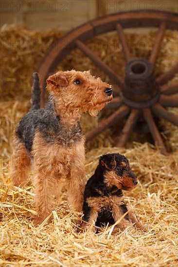 Welsh Terrier