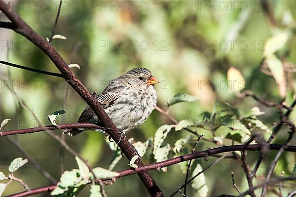 Medium ground finch