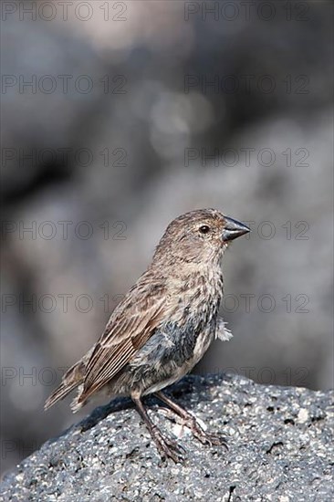 Medium ground finch