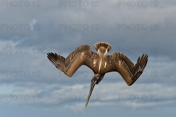 Galapagos Brown Pelican