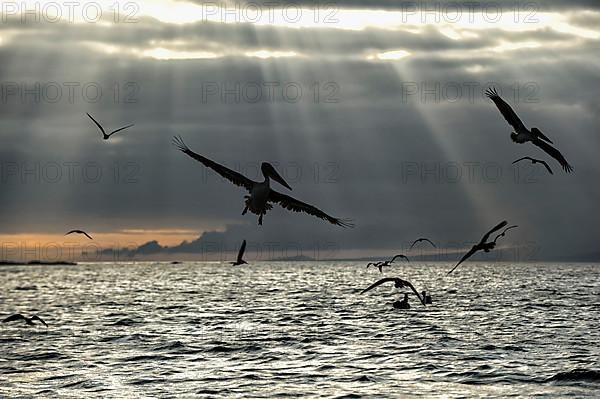 Galapagos Brown Pelicans