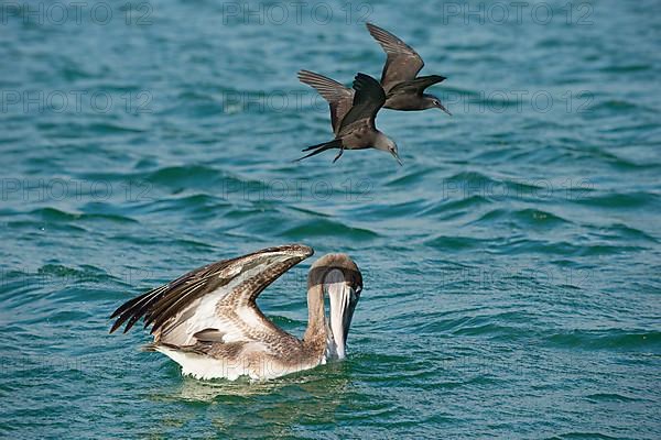 Brown noddy