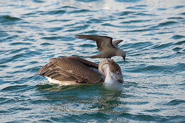 Brown noddy