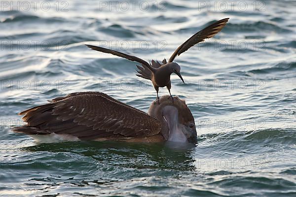 Brown noddy