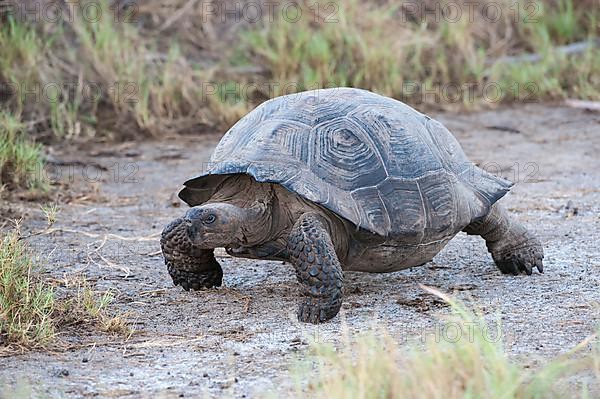 Galapagos giant tortoise