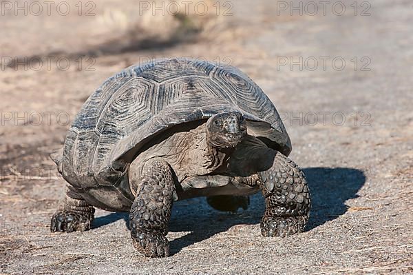 Galapagos giant tortoise