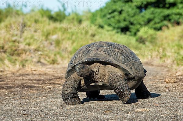 Galapagos giant tortoise