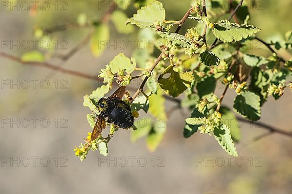 Galapagos carpenter bee