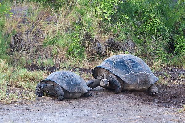 Galapagos giant tortoises