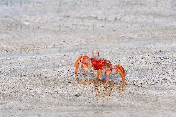 Galapagos ghost crab