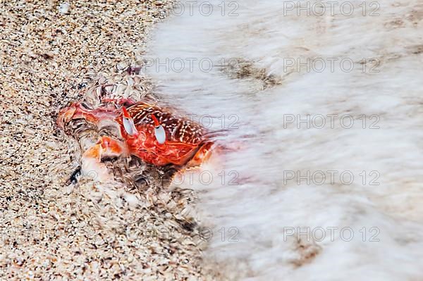 Galapagos ghost crab