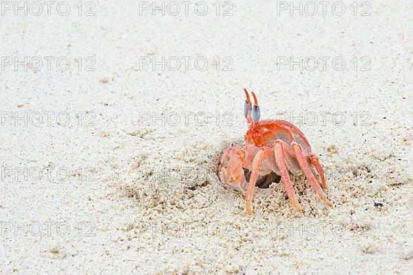 Galapagos ghost crab