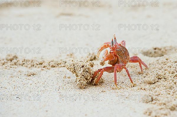 Galapagos ghost crab