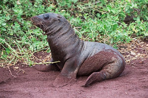 Galapagos sea lion pup