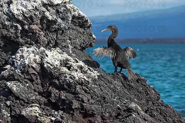 Galapagos Flightless Cormorants