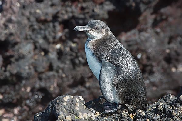 Galapagos Penguin