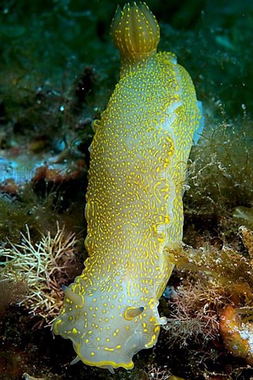 Yellow-violet star snail