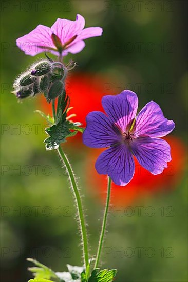 Broad-leaved Geranium Hybrid glandular crane's-bill