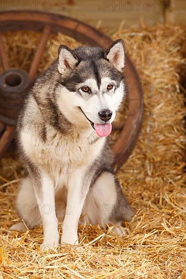 Alaskan Malamute