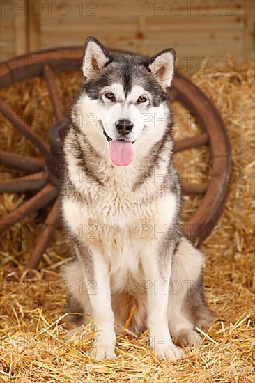 Alaskan Malamute