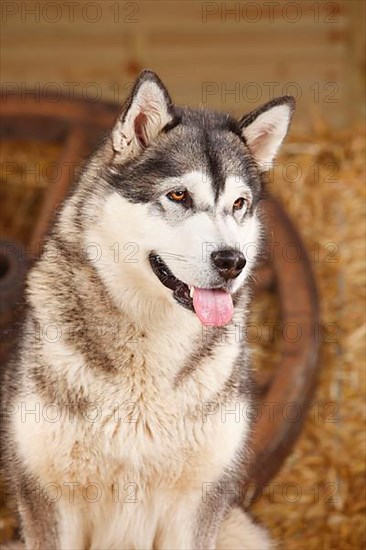 Alaskan Malamute