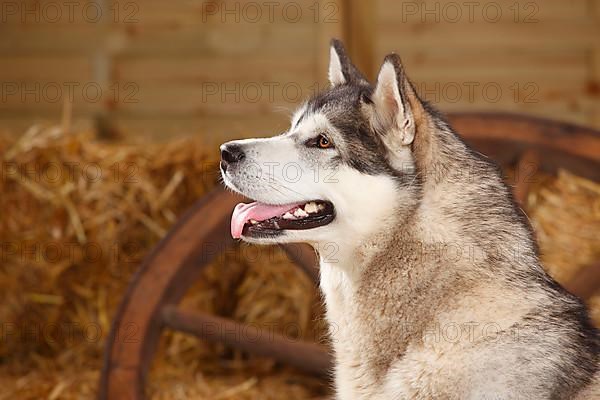 Alaskan Malamute