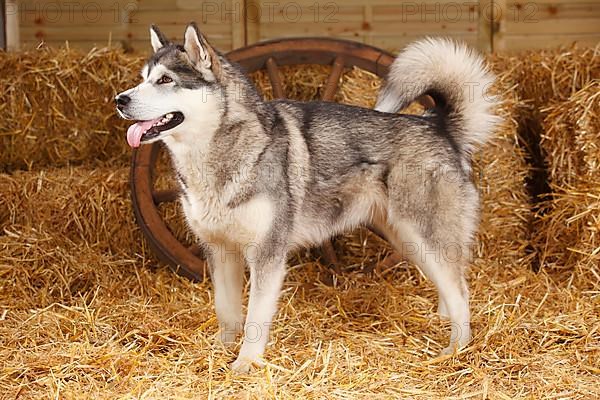 Alaskan Malamute