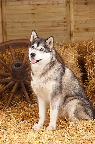 Alaskan Malamute