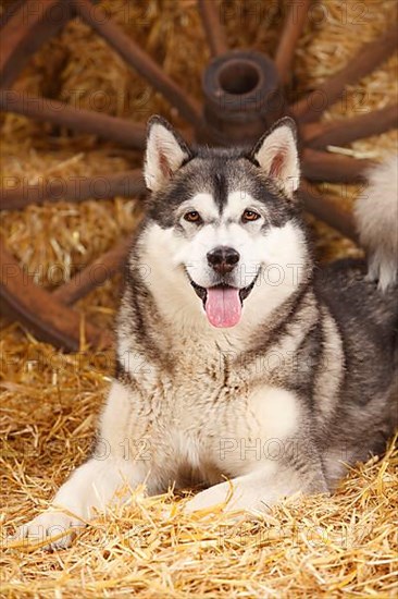 Alaskan Malamute