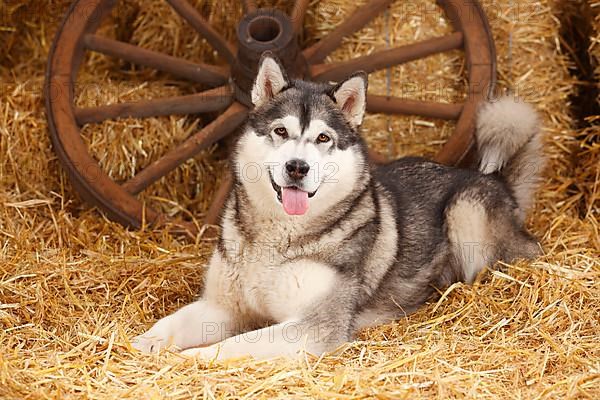 Alaskan Malamute