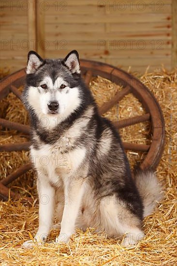 Alaskan Malamute