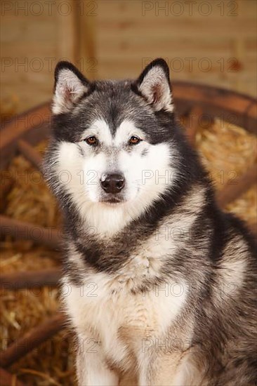 Alaskan Malamute