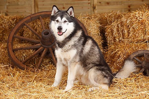 Alaskan Malamute