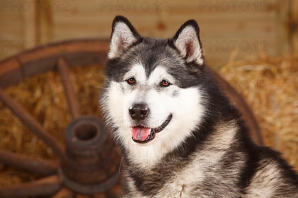 Alaskan Malamute