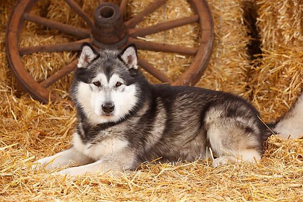 Alaskan Malamute