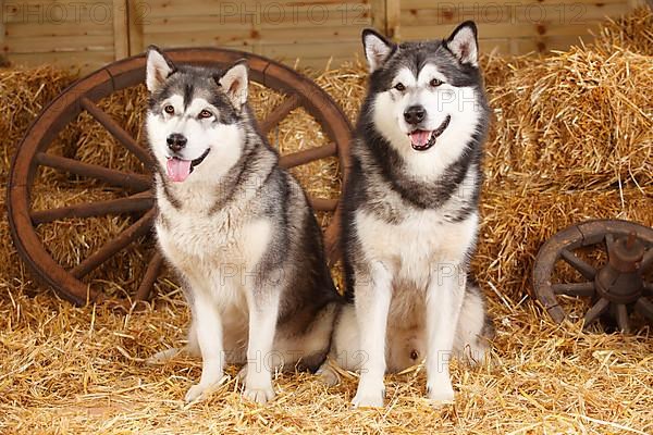 Alaskan Malamutes