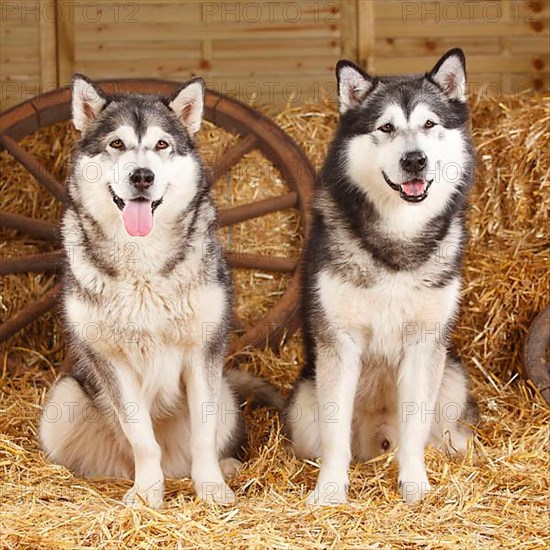 Alaskan Malamutes