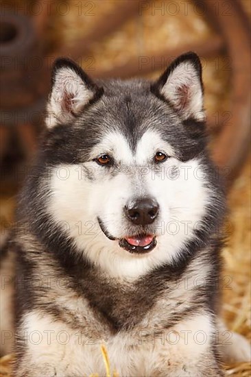 Alaskan Malamute