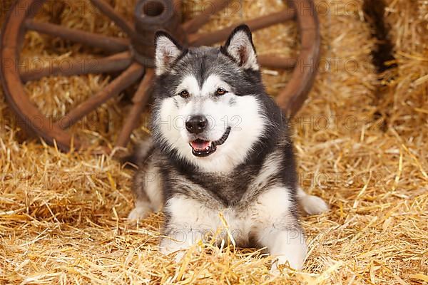 Alaskan Malamute