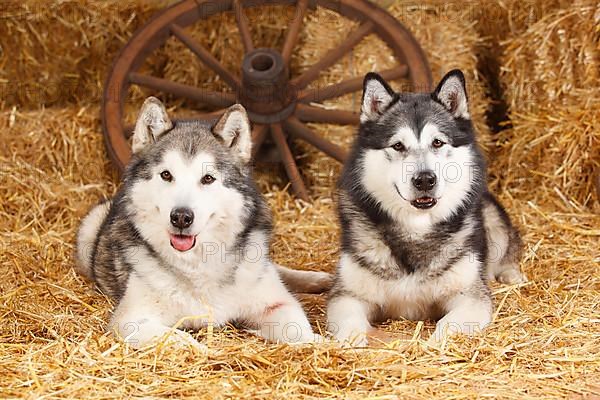 Alaskan Malamutes