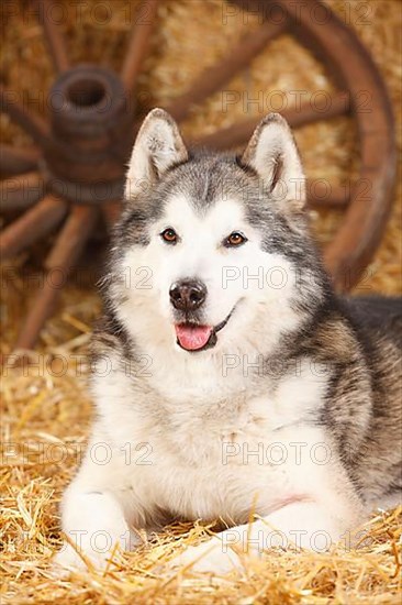 Alaskan Malamute