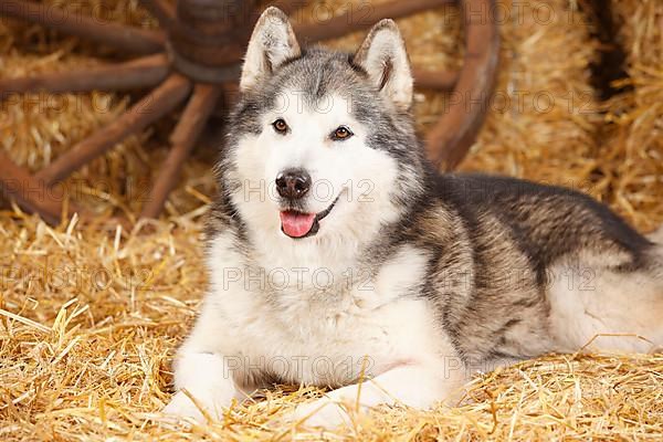 Alaskan Malamute