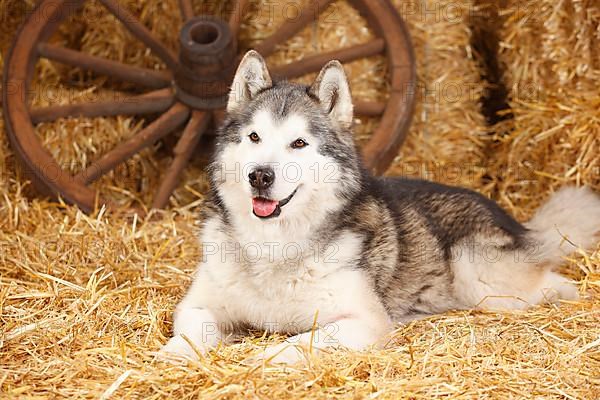 Alaskan Malamute