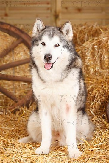 Alaskan Malamute