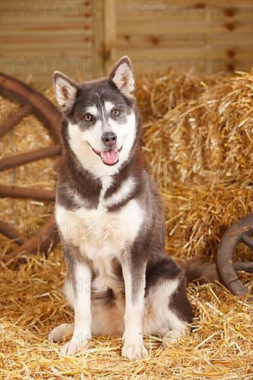 Alaskan Malamute